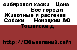 l: сибирская хаски › Цена ­ 10 000 - Все города Животные и растения » Собаки   . Ненецкий АО,Тошвиска д.